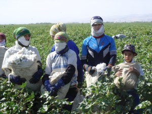 15_zakrabuljene beračice pamuka u Turkmenistanu